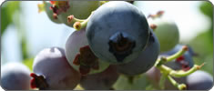 North Shore Blueberry Picking North of Boston Massachusetts