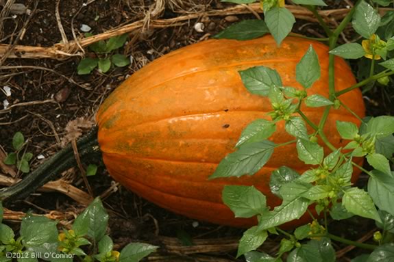 North Shore Kids' list of farms that offer 'Pick Your Own' pumpkins on the North Shore of Massachusetts! North Shore Kids' list of farms that offer 'Pick Your Own' pumpkins on the North