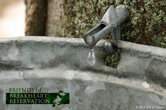 Come to Breakheart Reservation SaugusMA to learn about maple sugaring. Come to Breakheart Reservation SaugusMA to learn about maple sugaring.