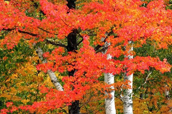 Come to Breakheart Reservation in Saugus to celebrate the arrival of Fall! Come to Breakheart Reservation in Saugus to celebrate the arrival of Fall!