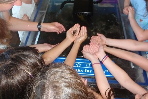 Discover and explore the facts of the creatures you find at the beach at Joppa Discover and explore the facts of the creatures you find at the beach at Joppa