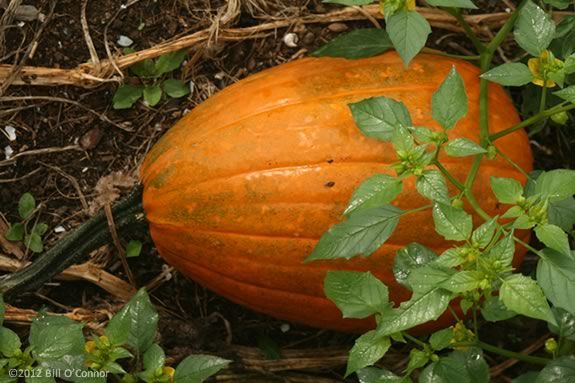North Shore Kids' list of farms that offer 'Pick Your Own' pumpkins on the North Shore of Massachusetts! North Shore Kids' list of farms that offer 'Pick Your Own' pumpkins on the North