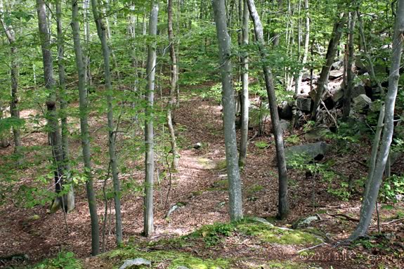 Hike the trails of Dogtown in Gloucester Massachusetts with Cape Ann Museum