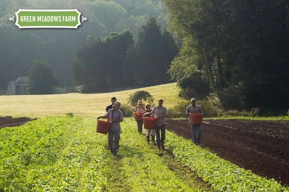 Green Meadows CSA shares are a great source for locally grown organic produce on Boston's North Shore Massachusetts Green Meadows CSA shares are a great source for locally grown organic produce!