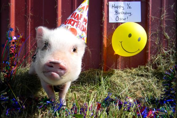 Party Pigs at North Shore Childrens Museum in Peabody MA