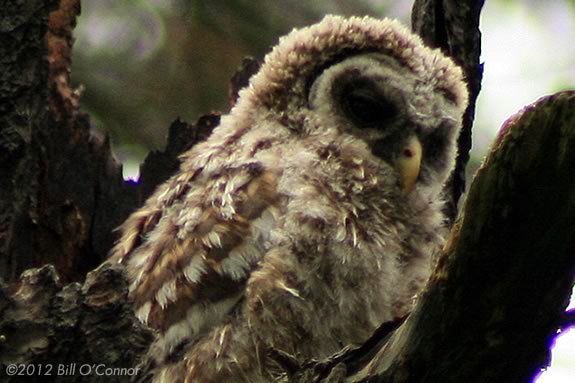 Look for owls in the woods of camp Denison in Gerogetown, Massachusetts with the folks from North Shore Nature Programs