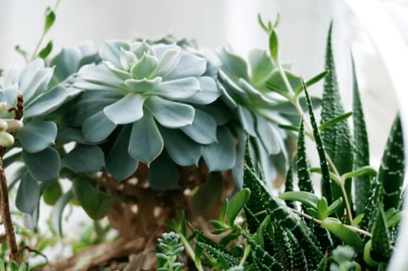 Kids Terrarium Workshop at the Trustees' Long Hill Gardens in Beverly Massachusetts