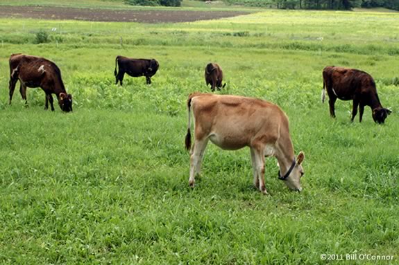 Appleton Farms' grass fed dairy herd produces the finest milk available locally.