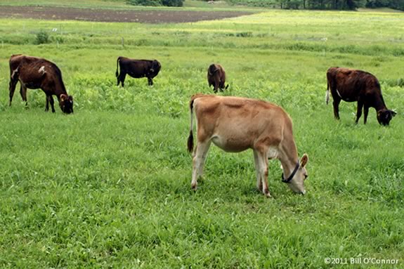 Appleton Farms' grass fed dairy herd will produce milk on the organic farm in Ipswich Massachusetts that will be sold to local families from around the North Shore. Appleton Farms' grass fed dairy herd produces the finest milk available locally.