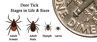 Deer tick life stages and relative sizes - adult, nymph, and larva