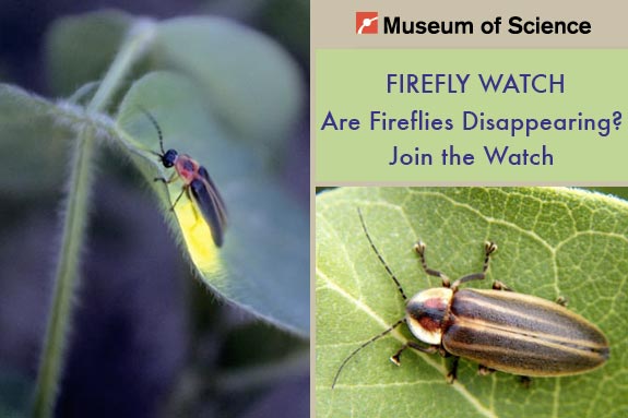 Are Fireflies Disappearing? Join the Museum of Science Watch
