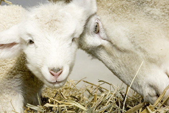 The Babies Lambs Have Arrived at Green Meadows Farm Hamilton MA