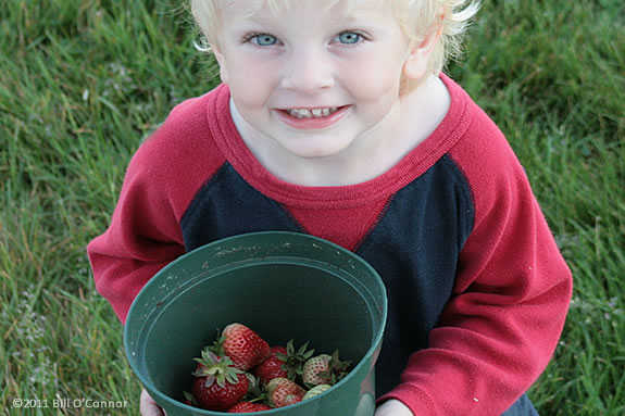 Check out our list of places to pick your own strawberries on the North Shore of Massachustetts! Have a fun and delicious time harvesting these natural seasonal treats. Picking Strawberries is a fun and delicious way to spend part of your day