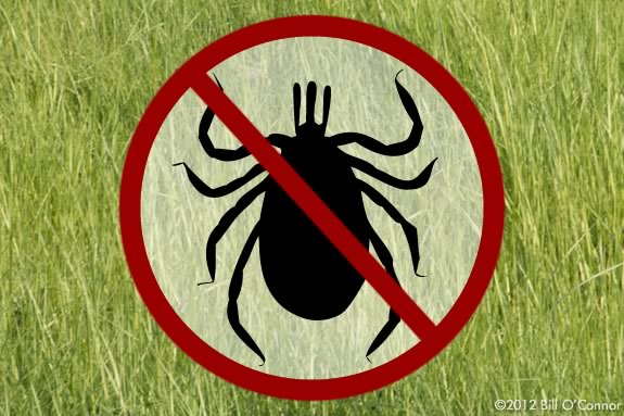 After a walk in the woods, check for ticks before getting in the car!  