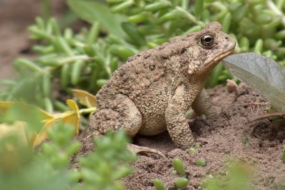 Join the Trustees of Reservations at  the Crane Wildlife Refuge in Ipswich Massachusetts in search of the American Toad!