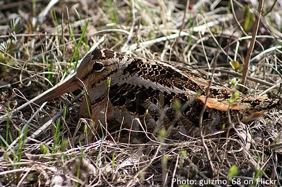 Thge American Woodcock is just one of the creatures you'll see on this early evening exploration at Ipswich River Wildlife Sanctuary. Thge American Woodcock is just one of the creatures you'll see on this explorati