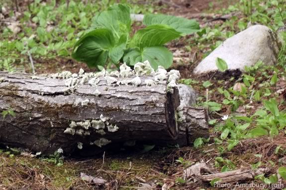 See, Think, and Wonder Walks for Preschoolers: Hidden Habitats See, Think, and Wonder Walks for Preschoolers: Hidden Habitats
