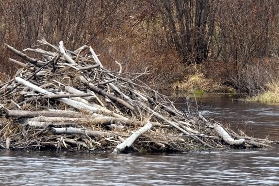 Beavers are natural builders. We'll explore their instinct to build at IRWS.