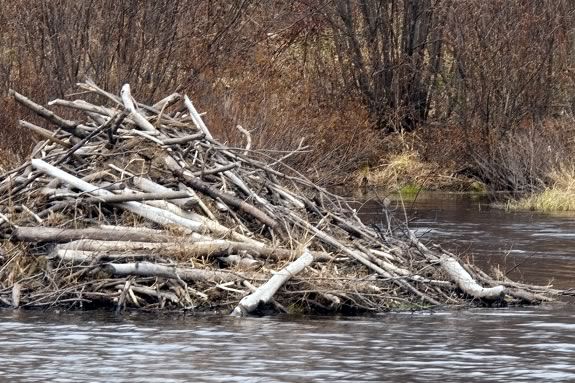 Come Explore the world of animals that build their homes based on instinct at the Mass Audubon Ipswich River Wildlife Sanctuary! Beavers are natural builders. We'll explore their instinct to build at IRWS.