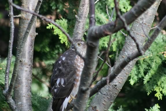What you plant in your yard determines the kid of wildlife that visits or lives there! What you plant in your yard determines the kid of wildlife that visits!