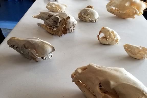 Peabody Institute Library in Danvers Massachusetts host a great session about animal skull identification for kids!!