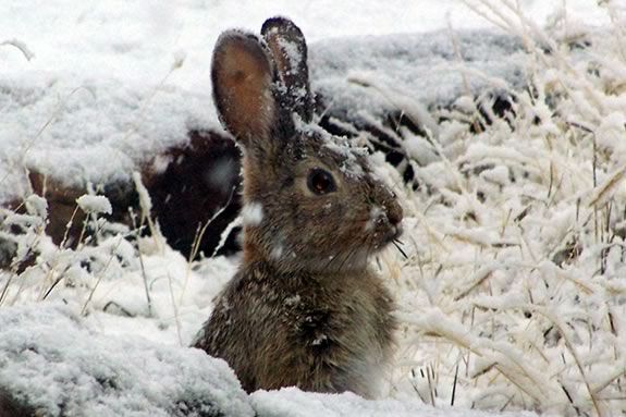 What animals do you see in winter?  Kids will learn about how animals survive the winter months