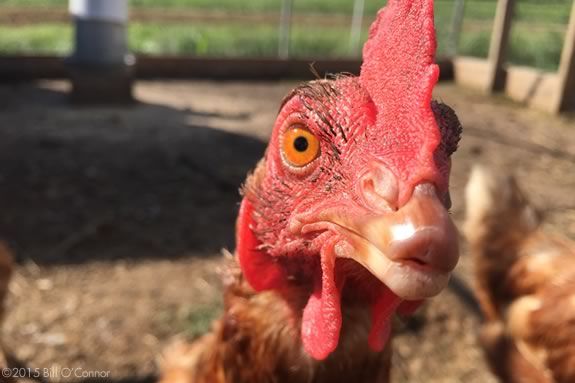 Cuvilly Arts & Earth Center invites kids to Farm Fridays every Friday afternoon in Ipswich Massachusetts! Photo: Bill O'Connor