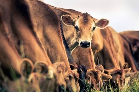 Come see the Appleton Farms milking cow herd in Ipswich Massachusetts!