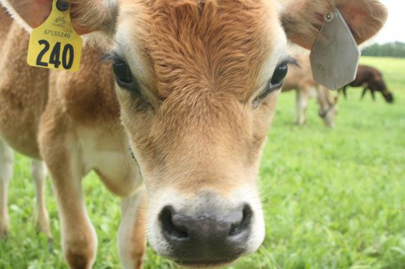 Meet the Cows in their Winter homes at Appleton Farms in Ipswich. Kids will learn about winter dairy farming and cows. Meet the cows in their Winter home at the Trustee's Appleton Farms in Ipswich