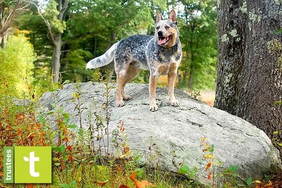 Bring your dog to the Appleton Farms Grass rides for an after Thanksgiving Hike! Bring your dog to the Appleton Farms Grass rides for an after Thanksgiving Hike!