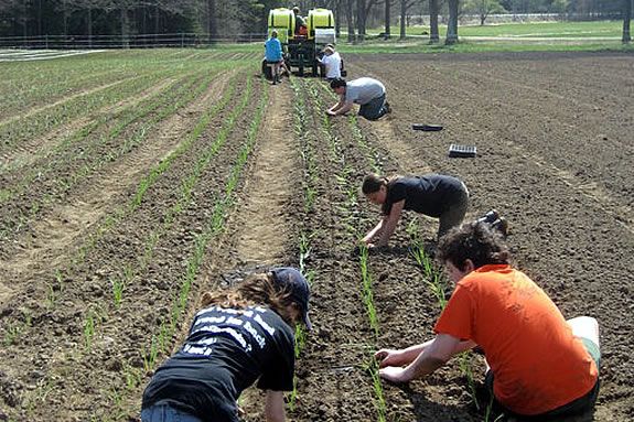 Join the farmhand crew to work along side our staff at Appleton Farms 