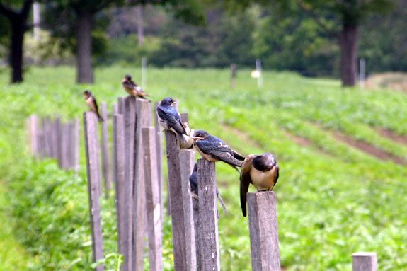 The fields at Appleton Farms provide safe habitiat for a diverse bird population in Ipswich Massachusetts The fields at Appleton Farms provide safe habitiat for a diverse bird population in Ipswich Massachusetts
