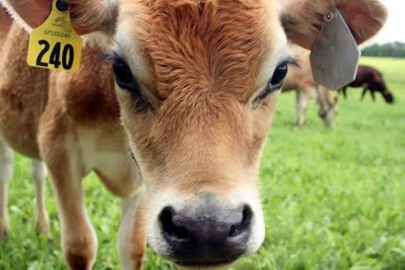 Butter in the Barnyard is for families and children 2-7 to meet our dairy herd at Appleton Farms.