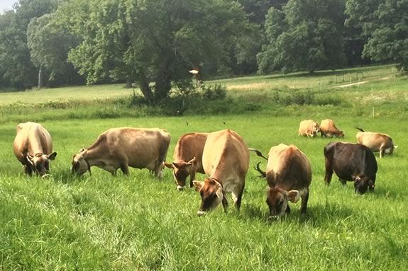 Come see the Appleton Farms cow herd go to pasture for the first time this season! Photo: ©Bill O'Connor Come see the Appleton Farms cow herd go to pasture for the first time this season! Photo: ©Bill O'Connor