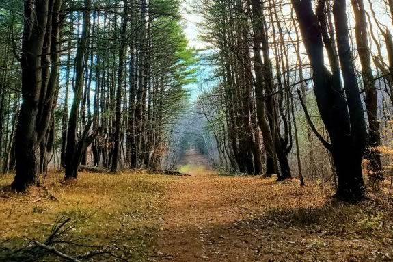 Stroller Walks at Appleton Farms help families with toddlers to connect with nature in Ipswich Massachusetts! Stroller Walks at Appleton Farms help families with toddlers to connect with nature in Ipswich Massachusetts!