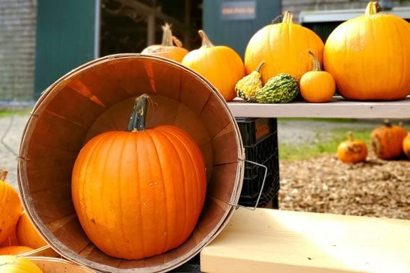 The spirit of Octoberfest is taking over Appleton Farms in Ipswich Massachusetts