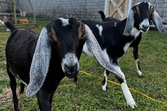 Farm Explorers is a great way for preschoolers to explore Appleton Farms in Ipswich Massachusetts!