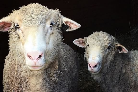 Learn about the process of making felt from wool at Appleton Farms in Ipswich Massachusetts during February Vacation! Learn about the process of making felt from wool at Appleton Farms in Ipswich Massachusetts during February Vacation!