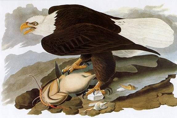 Kids Ages 7-12 can learn about Bald Eagles from Naturalist Lisa Hutchings at the Mass Audubon's Joppa Flats Education Center. Art by John J Audubon John James Audubon's painting of a Bald Eagle. Come to Joppa Flats to learn more
