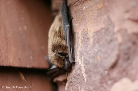 Kids will learn about bats at Halibut Poijnt State Park in Rockport, Massachsuetts! Image ©Serah Rose Roth Kids will learn about bats at Halibut Poijnt State Park in Rockport, Massachsuetts! Image ©Serah Rose Roth