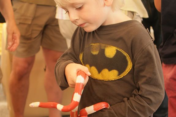 Albino Milk Snake being held by a child at Cape Ann Vernal Pond Team Booth