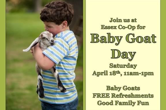Essex County Co-op hosts baby goat day - come see some 8 week old goats!