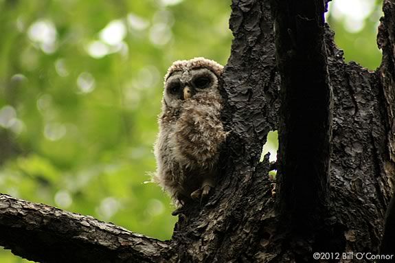 Who lives in a tree?  We'll find out at IRWS's Nature Adventures.