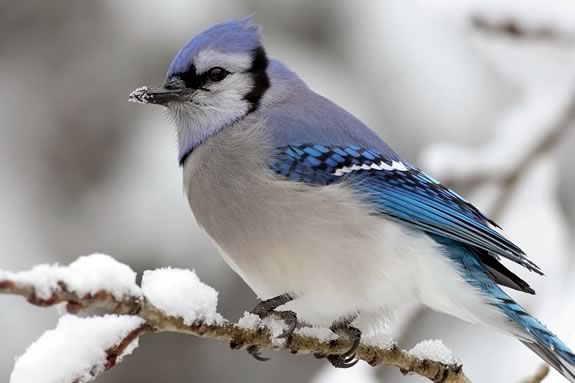 Learn about winter birds and their migrations. 