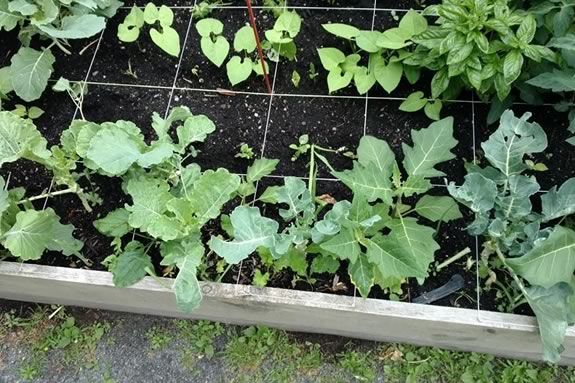 Celebrate sustainable living with Backyard Growers Program in Gloucester MA Celebrate sustainable living with Backyard Growers Program in Gloucester MA