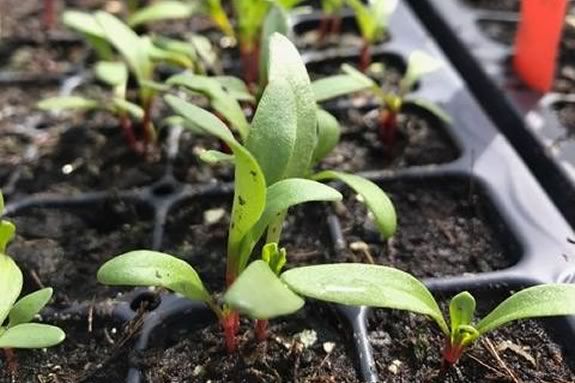 Come to Backyard Growers Program in Gloucester MA for their seedling sale!