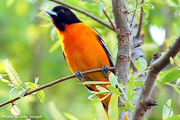Baltimore Orioles by Barbara Brenner is today's Nature Tale at IRWS