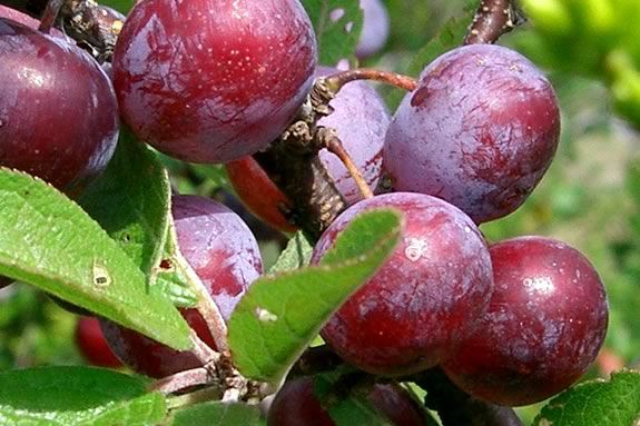 Learn about Beach Plums and making jam at this 'Appleton Cooks' Session in Ipswich MA! Learn about Beach Plums and making jam at this 'Appleton Cooks' Session in Ipswich MA!