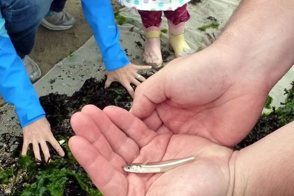 Beach seining is a scientific tool used by marine biologists and scientists. Salem Coastwatch Beach seining is a scientific tool used by marine biologists and scientists. Salem Coastwatch