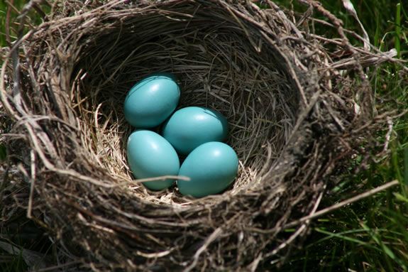 Learn how birds make their nests, then make your own!